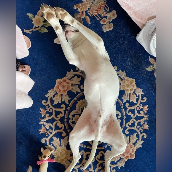 DOG FRIENDLY ENVIRONMENT😂 - Picture 4 of 16